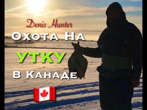 Видео: Охота на утку зимой в Канаде 2018