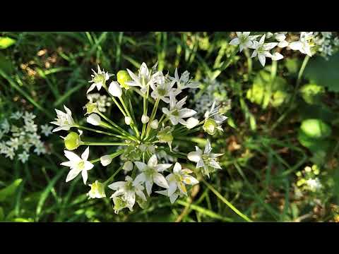 Видео: 13 сентября 2025 г.