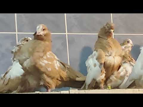 Видео: 3.11.2025г Распродажа Породистых Голубей, Харлашина Виктора Ивановича ч.4