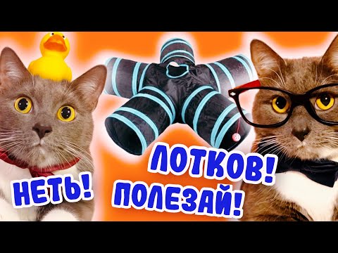 Видео: КОТИКИ В ШКОЛЕ проходят ИСПЫТАНИЯ в стиле ГЕНШИН ИМПАКТ!