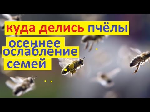 Видео: #Пчёлы. Пропали пчёлы из улья осенью?  Слетели? Клещ? Или неправильный уход. Где проблема?