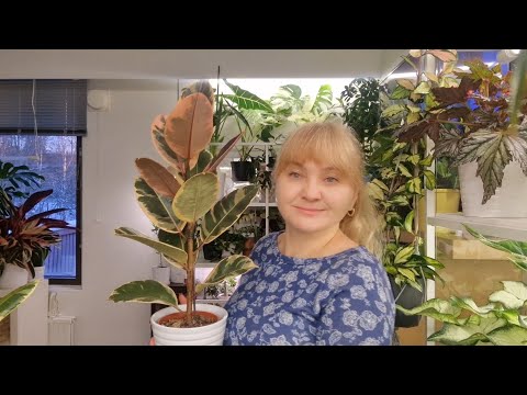 Видео: Обзор фикусов и сингониумов #top #plants #обзор #цветы #растения #garden #gardenplants  #flowers