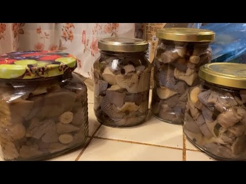 Видео: РЯДОВКИ 🍄‍🟫 СОЛЕНЫЕ рецепт ✍️#грибы #соленья #рядовки #рецепты