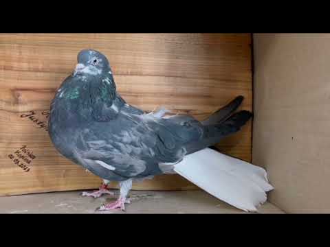 Видео: Беседа о голубях.Питомник имени Г.И.Удовиченко