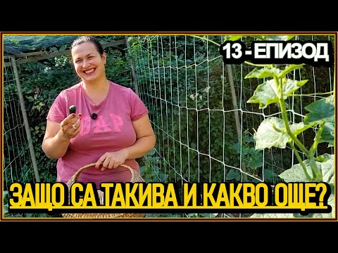 Видео: ВРАБЦИ поразиха доматите ни! 🍅 Градината, коментарите и животът на село с @didoikali