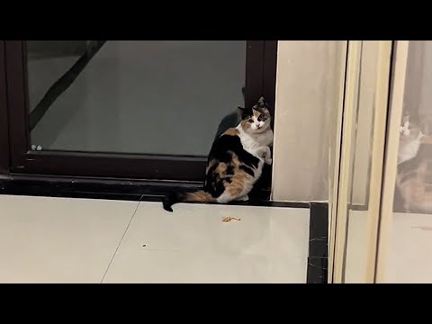 Видео: Прости... Наверное, мне не стоило забирать тебя домой.