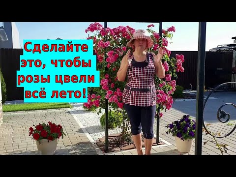 Видео: Уход за розами летом. Сделайте так, чтобы розы цвели всё лето