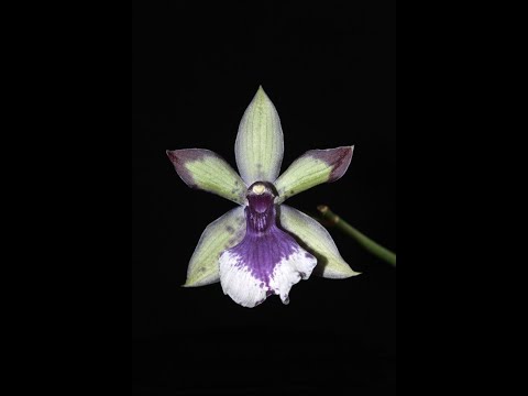 Видео: Орхидея ЗИГОПЕТАЛУМ (Zygopetalum)