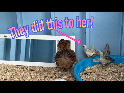 Видео: Когда вы не можете смотреть на себя в зеркало...