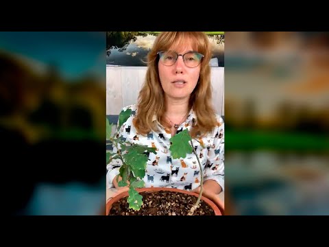 Видео: Что делать с молодыми дубами, ч.2 (запись прямого эфира).