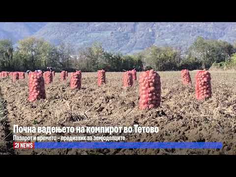 Видео: Почна вадењето на компирот во Тетово, пазарот и времето – предизвик за земјоделците