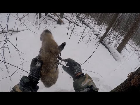 Видео: Охота на куницу с капканами.Удачно (Будни охотника и рыбака)