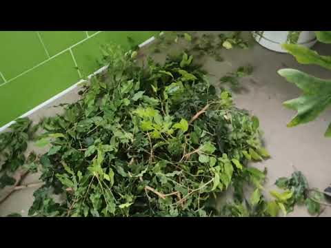 Видео: Без света, без отопления... Обрезаю фикус Бенджамина.