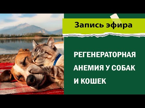 Видео: Регенераторная анемия у собак и кошек