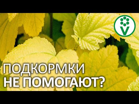 Видео: ИЗ-ЗА ЭТОГО ХЕЛАТ ЖЕЛЕЗА НЕ ПОМОЖЕТ! Лечим пожелтение листьев без лишних подкормок