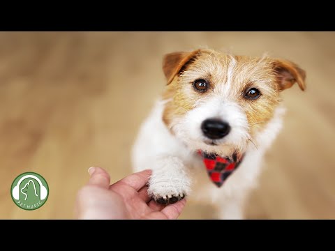 Видео: Расслабляющая музыка для собак🐶Музыка для снятия стресса,Музыка для релаксации🎵Любимая музыка собак