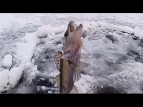 Видео: Рефтинское водохранилище. Проверка льда . Поиск судака .