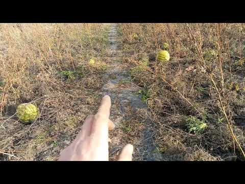 Видео: Зняття плівки з кавунів, способом. 