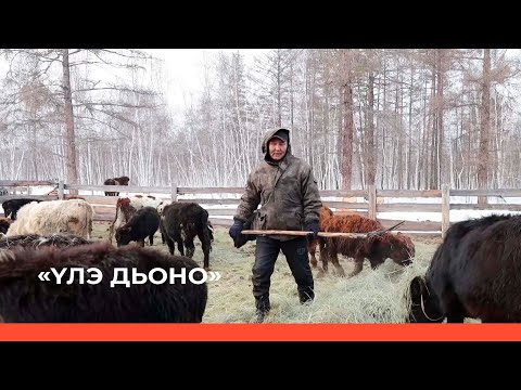 Видео: «Үлэ дьоно» биэриигэ: «Саха сүөһүтэ» тэрилтэ «Күллэги» учаастага (09.04.23)