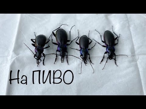 Видео: ПОЙМАЛ ЖУЖЕЛИЦ НА ПИВО !