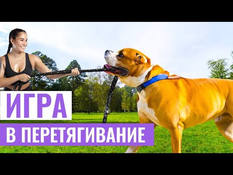 Видео: ПРАВИЛЬНЫЕ ИГРЫ С СОБАКОЙ: Как играть с собакой в перетягивания?