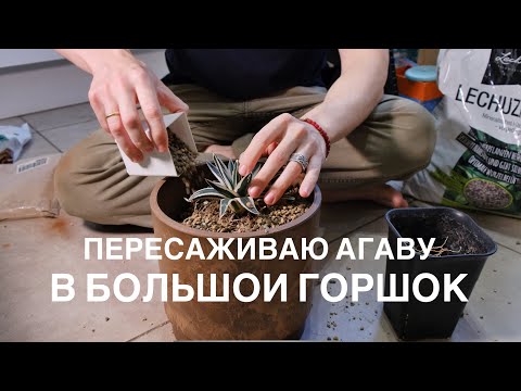Видео: Пересаживаю АГАВУ в большой горшок. White Rhino