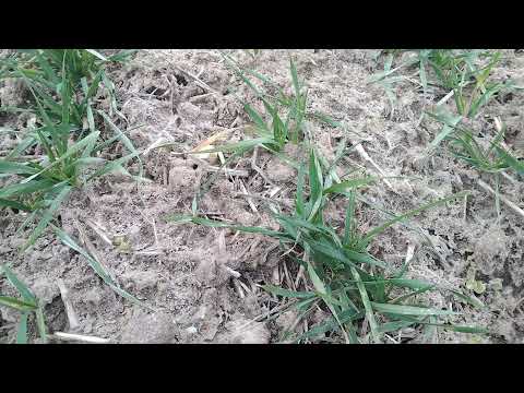 Видео: Озимая пшеница 2022. Норма высева.Опыты.