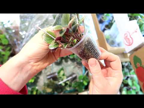 Видео: Как ПРАВИЛЬНО отсадить детки фиалок от материнского листа?  Все нюансы работы.  Юлия Датта