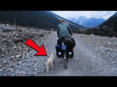 Видео: Во время велопутешествия к нам присоединилась бездомная собака и прошла с нами 1200 км.