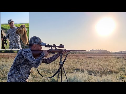 Видео: Охота на сурка в Ростовской области.