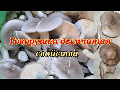 Видео: Говорушка дымчатая особенности гриба и польза. Smoky talker edible and medicinal mushroom