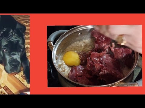 Видео: кане корсо содержание.чем кормить?