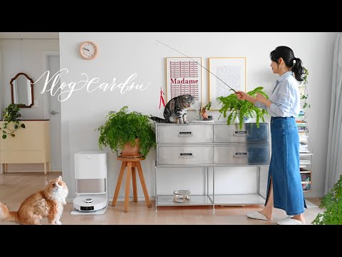 Видео: Хочешь завести кошку? Умные советы по уходу и пространству.