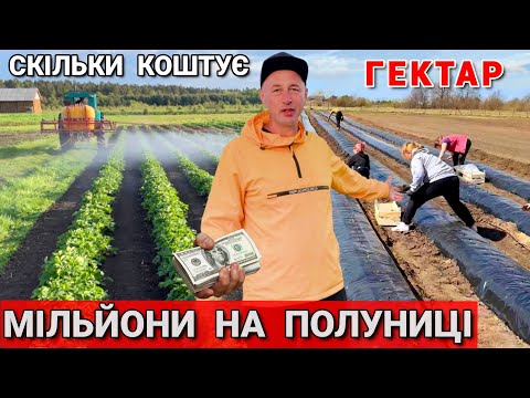 Видео: Скільки коштує виростити 1 гектар Полуниці фермеру в 2025 році