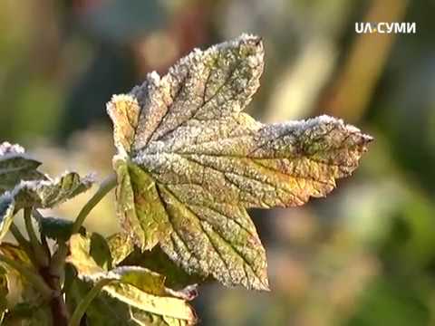 Видео: 6 соток. Вирощування та догляд за смородиною