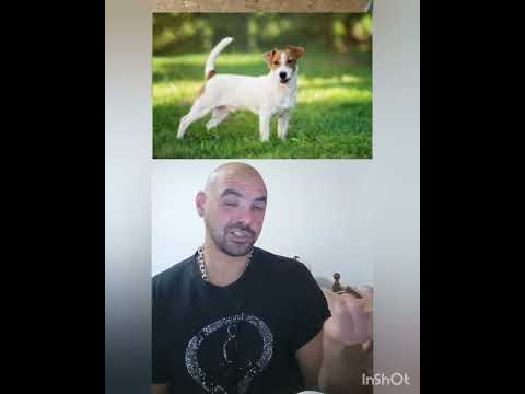 Видео: История на Джак Ръсел Териер ( едно от най лудите кучета )