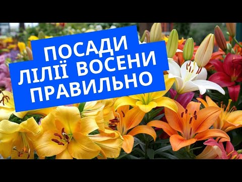 Видео: Посадка лілій восени: що додати в лунку для кожного гібриду