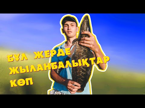 Видео: РЫБАЛКА В КАЗАХСТАНЕ КЫЗЫЛОРДА ЖАЛАГАШ (БҰЛ ЖЕРДЕ ЖЫЛАНБАЛЫҚТАР КӨП)