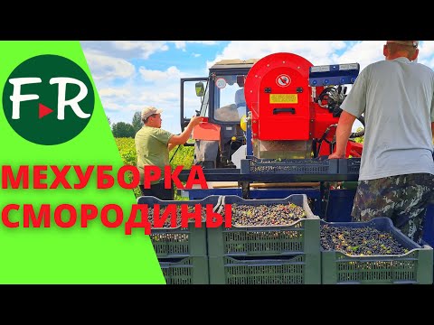 Видео: Механическая уборка чёрной смородины. Работа прицепного ягодуборочного комбайна