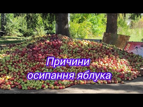 Видео: Причини осипання яблука. ПІДБІР ЯБЛУКА