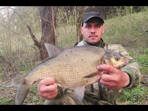 Видео: Лещевое эльдорадо! Крупный лещ на боковой кивок