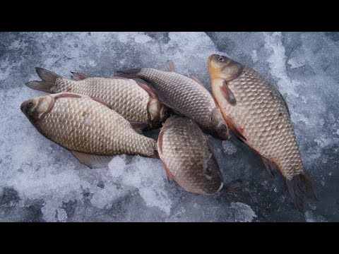 Видео: ловля карася зимой !!!