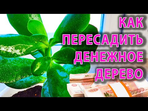 Видео: Бабушка научила - Пересадил правильно ДЕНЕЖНОЕ ДЕРЕВО и получил премию на следующий день!