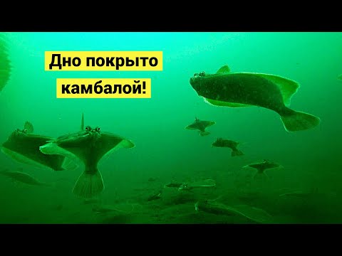 Видео: Весенняя камбала. Дно покрыто рыбой!