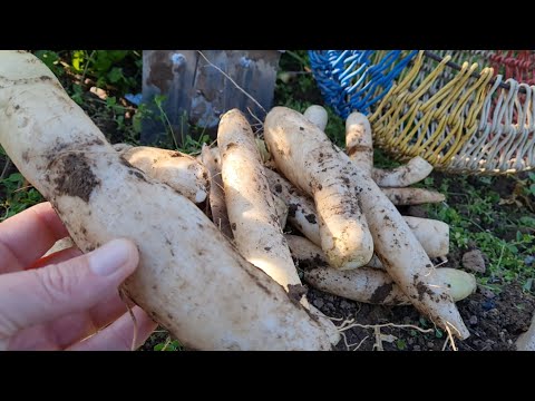 Видео: Выращивание дайкона