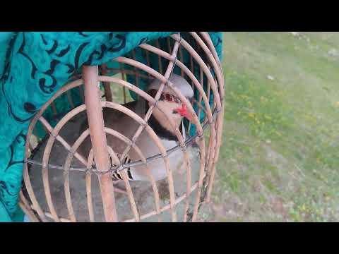 Видео: Чучара тамошо кне лайка бзане шерои нар