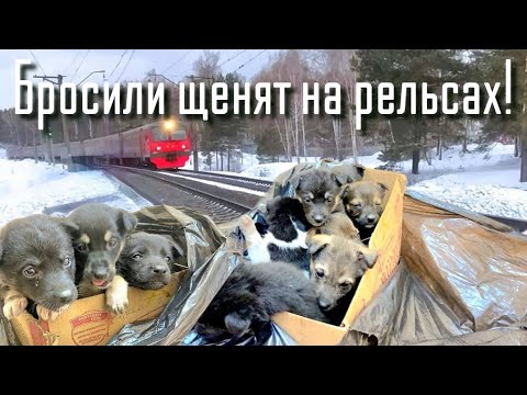 Видео: 💔в мороз на жд пути выбросили коробки с щенками /малыши  плакали и просили помощи/ save the puppies