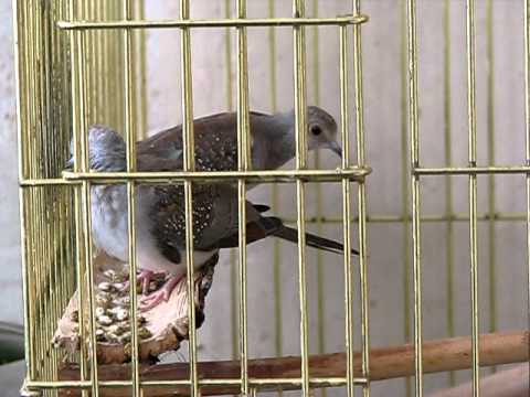 Видео: Мои БРИЛЛИАНТОВЫЕ ГОРЛИЦЫ