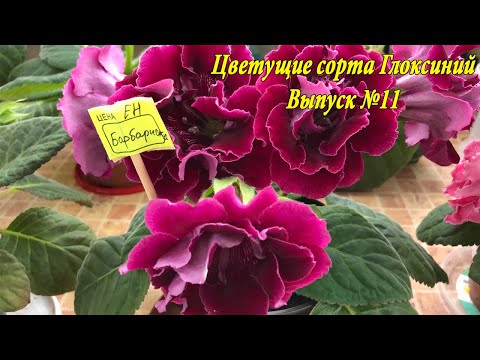 Видео: Цветущие сорта Глоксиний(Выпуск №11)