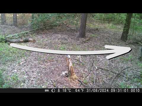 Видео: Відео з фотопастки. Нові звірі. Неопізнана тварина :) Video from a camera trap. Unidentified animal